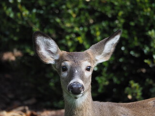 closeup of whitetail deer