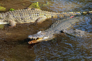 A picture of a crocodile