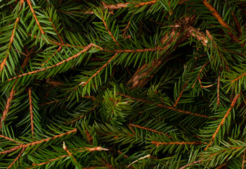 background of Christmas tree branches. top view