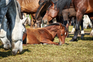 Young bay foal sleeping on the grass in the herd
