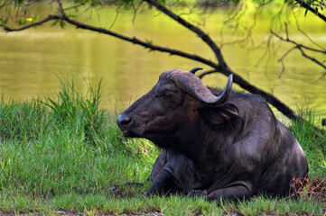 A picture of some buffaloes