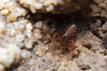 Pseudo-scorpion Chthonius on stone in close-up