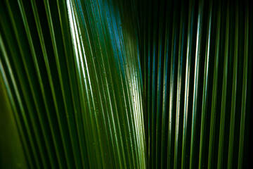 Striped abstract background of green palm leaves. La Digue Island, Seychelles