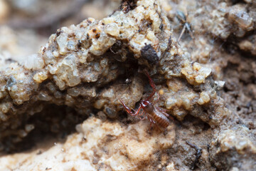 Pseudo-scorpion Chthonius on stone in close-up