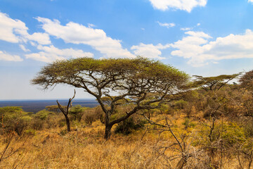 African acacia tree in Serengeti national park in Tanzania