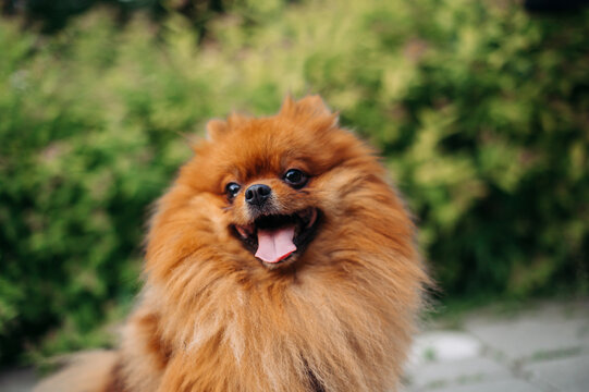 Close photo of a dog breed Pamaran Spitz in the park on a background of greenery, the dog smiles and looks away.