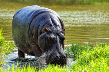 A picture of some hippopotamus