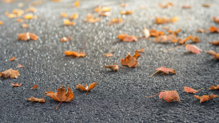 Ahornblätter fallen auf die Fahrbahn im Herbst, Sonnenlicht reflektiert auf dem Asphalt