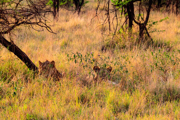 Two lionesses (Panthera leo) resting under a tree in Serengeti National Park, Tanzania