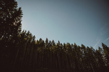 pine trees and sky