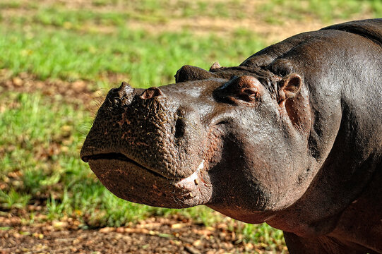 A picture of some hippopotamus