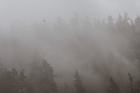 fog in the woods