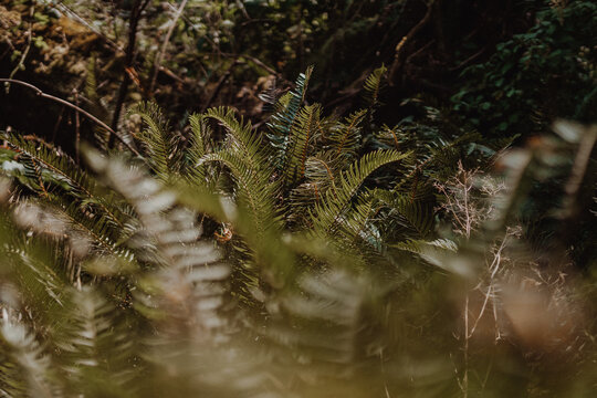 fern in the woods
