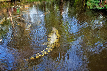 A picture of a crocodile