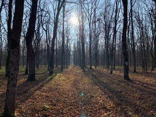 Obraz premium лес, деревья, мох, ягоды, цветы, осень, природа, небо, солне, 