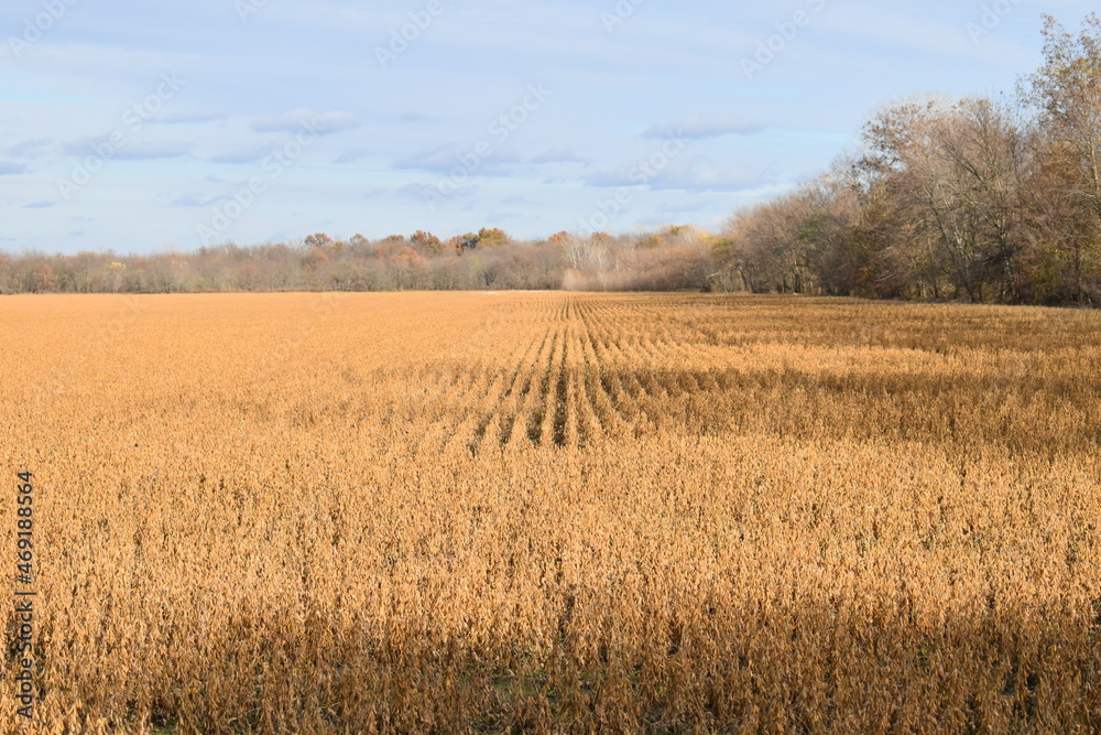 Canvas Prints soybean field