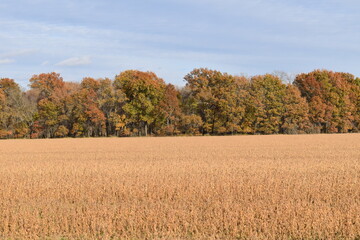 Autumn Trees by a Soybean Field