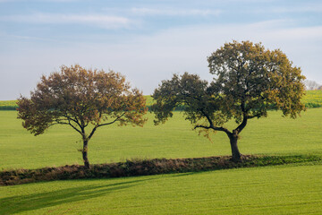 Autumn landscape of hilly countryside of South Limburg (Zuid-Limburg) Green grass field with big trees and farmland, Gulpen is a village in the southern of the Dutch province , Limburg, Netherlands.