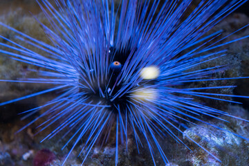 Sea urchin in aquarium with blue water. Colorful underwater life with oral starfish.