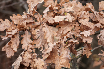 Branch of a tree with old leaves