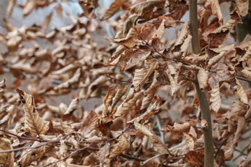 Branch of a tree with old leaves