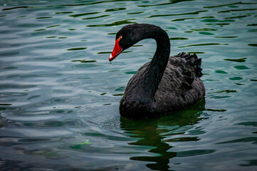 black swan with a drop of water on its beak