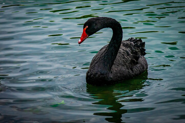 Naklejka premium black swan with a drop of water on its beak