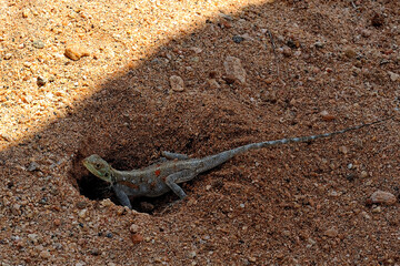 A picture of a lizard