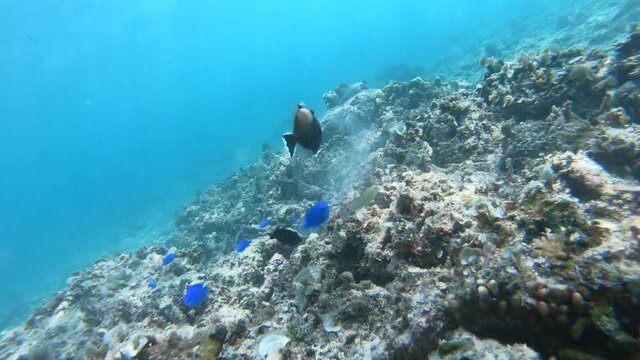 沖縄県阿嘉島の海の中にいる多くの熱帯魚