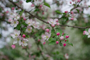 blooming apple tree in spring garden