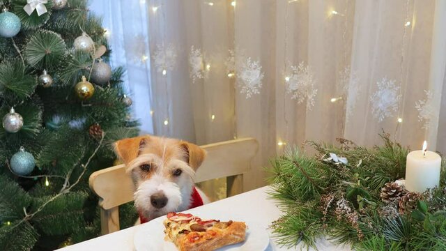 A dog in a red shirt steals pizza from the table. Evening in the kitchen before Christmas