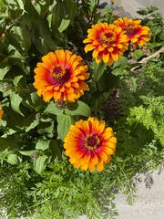 flowers in a garden