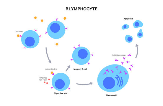 B cell activation