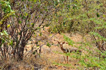 A picture of a dik dik