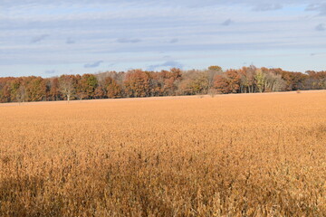 Soybean Field with Trees in the Distance