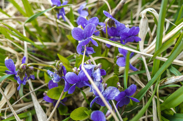Spring blue blossoming flowers