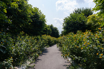 Fototapeta na wymiar Empty Trail at Governors Island lined with Green Plants and Flowers in New York City during the Summer