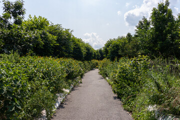 Fototapeta na wymiar Empty Trail at Governors Island lined with Green Plants and Flowers in New York City during the Summer