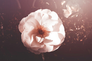 white rose in warm autumn sun in closeup and bokeh