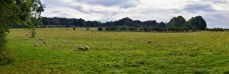 Sheep Grazing in England lush pastures and farmlands in the United Kingdom. Beautiful English countryside with emerald green fields and meadows. UK.