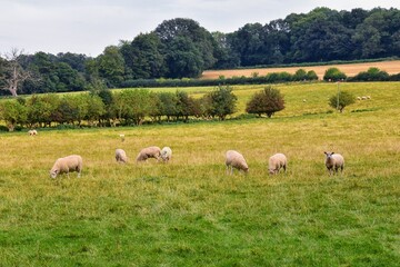 Fototapeta premium Sheep Grazing in England lush pastures and farmlands in the United Kingdom. Beautiful English countryside with emerald green fields and meadows. UK.