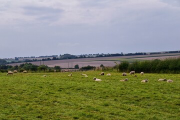 Obraz premium Sheep Grazing in England lush pastures and farmlands in the United Kingdom. Beautiful English countryside with emerald green fields and meadows. UK.