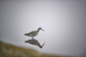 Little Curlew - Numenius minutus