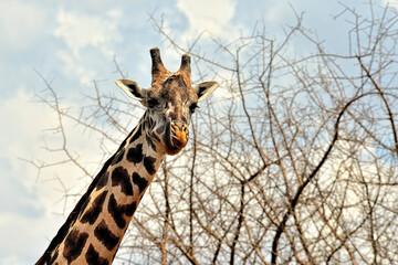 Obraz premium A picture of a giraffe