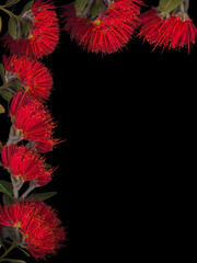 Pohutukawa Stationary graphic. Blooms positioned top and right sides. New Zealand Christmas. Scan effect on a black background. 
