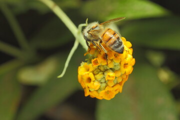 abeja recolectando polen de flor amarilla de arbol