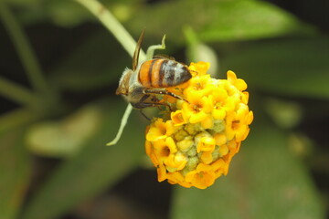 abeja recolectando polen de flor amarilla de arbol