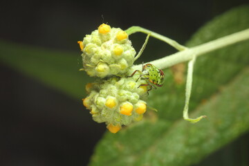insecto verde sobre flor amarilla