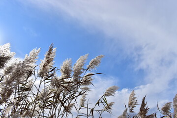Obraz premium sawgrass in a wetlands area