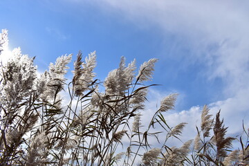 sawgrass in a wetlands area